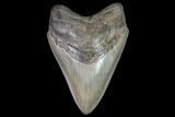 Serrated, Fossil Megalodon Tooth - Gorgeous Enamel #76876-1